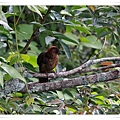 S130_3紅頭噪鶥Chestnut crowned Laughingthrush Garrulax erythrocephalus.jpg