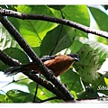 S142_1黑頂奇鶥Rufous Sibia Heterophasia capistrata.jpg