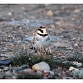 S149角百靈Horned Lark Eremophila alpestris.jpg