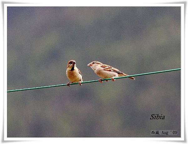 S155山麻雀 Russet SparrowPasser rutilans.jpg