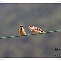 S155山麻雀 Russet SparrowPasser rutilans.jpg