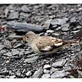 S157褐翅雪雀Tibetan Snowfinch Montifringilla adamsi.jpg