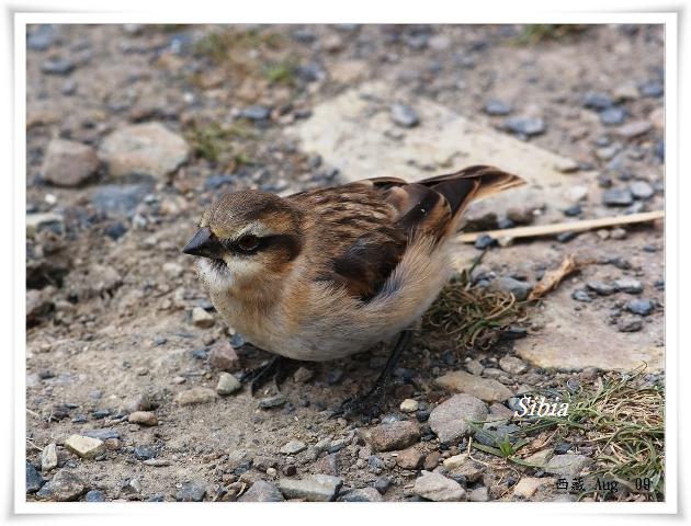 S159_2棕頸雪雀Rufous necked Snowfinch Pyrgilauda ruficollis.jpg