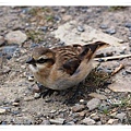 S159_2棕頸雪雀Rufous necked Snowfinch Pyrgilauda ruficollis.jpg