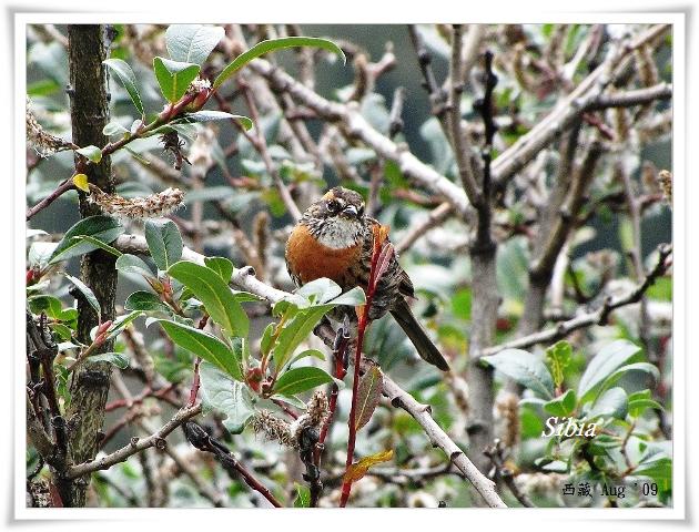 S164_1棕胸岩鷚Rufous breasted Accentor Prunella strophiata.jpg