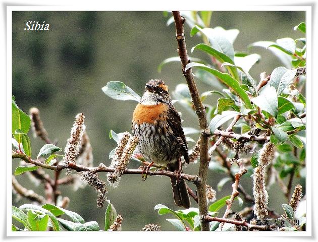 S164_2棕胸岩鷚Rufous breasted Accentor Prunella strophiata.jpg