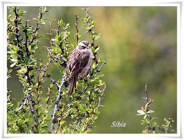 S165_1褐岩鷚Brown Accentor Prunella fulvescens.jpg