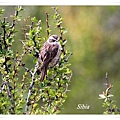 S165_1褐岩鷚Brown Accentor Prunella fulvescens.jpg