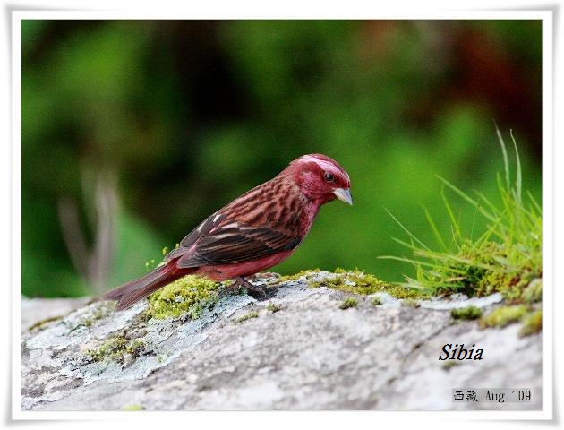 S172_2玫紅眉朱雀Carpodacus rodochroa Pink browed Rosefinch.jpg