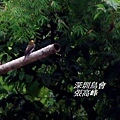 P010黃腰響蜜鴷Indicator xanthonotus Yellow rumped Honeyguide.jpg