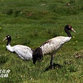 P023黑頸鶴Grus nigricollis Black necked Crane.jpg