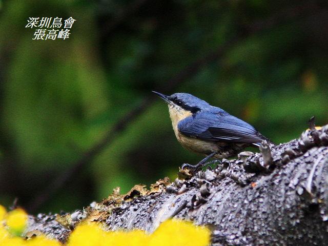 P085栗臀鳾Sitta nagaensis Chestnut vented Nuthatch.jpg