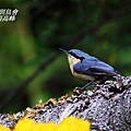 P085栗臀鳾Sitta nagaensis Chestnut vented Nuthatch.jpg