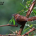 P126細紋噪鶥Garrulax lineatus Streaked Laughingthrush.jpg