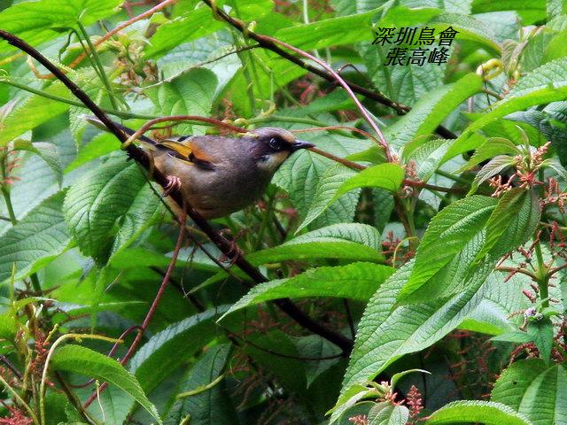 P127雜色噪鶥Garrulax variegatus Variegated Laughingthrush.jpg