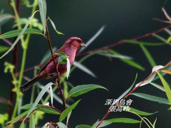 P172玫紅眉朱雀Carpodacus rodochroa Pink browed Rosefinch.jpg