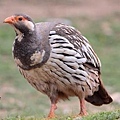 A001_3藏雪雞Tetraogallus tibetanus Tibetan Snowcock.JPG