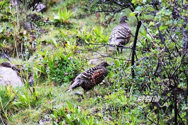 A002四川雉鶉Tetraophasis szechenyii Buff throated Partridge.JPG