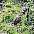 A002四川雉鶉Tetraophasis szechenyii Buff throated Partridge.JPG