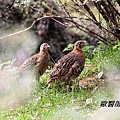 A003_1高原山鶉Perdix hodgsoniae Tibetan Partridge.JPG