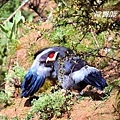 A005_1藏馬雞Crossoptilon harmani Tibetan Eared Pheasant.JPG