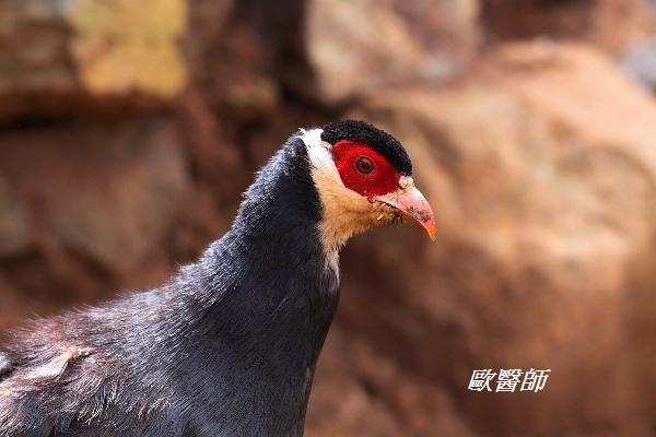 A005_2藏馬雞Crossoptilon harmani Tibetan Eared Pheasant.JPG