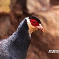 A005_2藏馬雞Crossoptilon harmani Tibetan Eared Pheasant.JPG