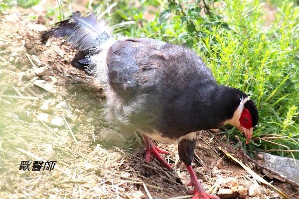 A005_3藏馬雞Crossoptilon harmani Tibetan Eared Pheasant.JPG