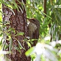 A011灰頭綠啄木鳥Picus canus Grey headed Woodpecker.JPG