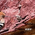 A014_2戴勝Upupa epops Common Hoopoe.JPG