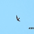 A016_2短嘴金絲燕Collocalia brevirostris Himalayan Swiftlet.JPG