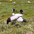 A023_2黑頸鶴Grus nigricollis Black necked Crane.JPG