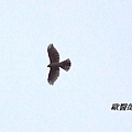 A035松雀鷹Accipiter virgatus Besra.JPG