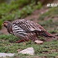 A001_1藏雪雞Tetraogallus tibetanus Tibetan Snowcock.JPG