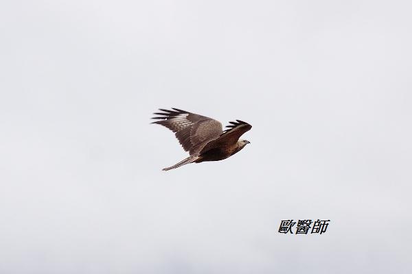 A036_3大鵟Buteo hemilasius Upland Buzzard.JPG