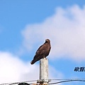 A038金鵰Aquila chrysaetos Golden Eagle.JPG