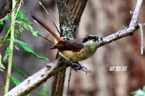 A042_3灰背伯勞Lanius tephronotus Grey backed Shrike.JPG