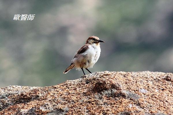 A047_1褐背擬地鴉Pseudopodoces humilis Humes  Ground Jay.JPG