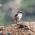 A047_1褐背擬地鴉Pseudopodoces humilis Humes  Ground Jay.JPG