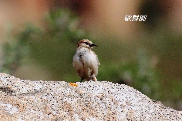 A047_2褐背擬地鴉Pseudopodoces humilis Humes  Ground Jay.JPG