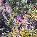 A053長尾山椒鳥Pericrocotus ethologus Long tailed Minivet.JPG