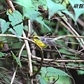 A055_1黃腹扇尾鶲Rhipidura hypoxantha Yellow bellied Fantail.JPG