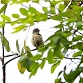 A063_1烏鶲Muscicapa sibirica Dark sided Flycatcher.JPG