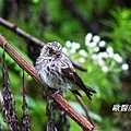 A063_2烏鶲Muscicapa sibirica Dark sided Flycatcher.JPG