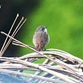 A068藍喉仙鶲Cyornis rubeculoides Blue throated Flycatcher.JPG