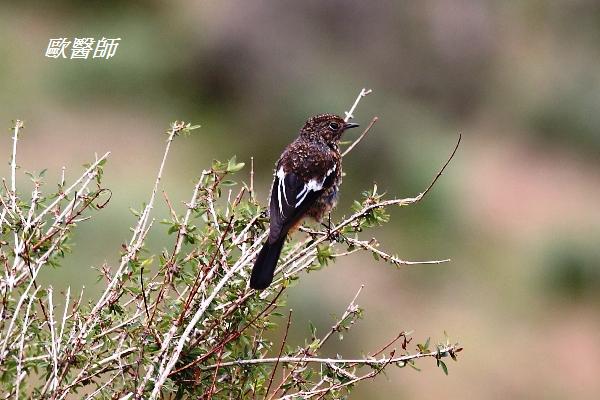 A073_2白喉紅尾鴝Phoenicurus schisticeps White throated Redstart.JPG