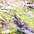 A076_1藍額紅尾鴝Phoenicurus frontalis Blue fronted Redstart.JPG