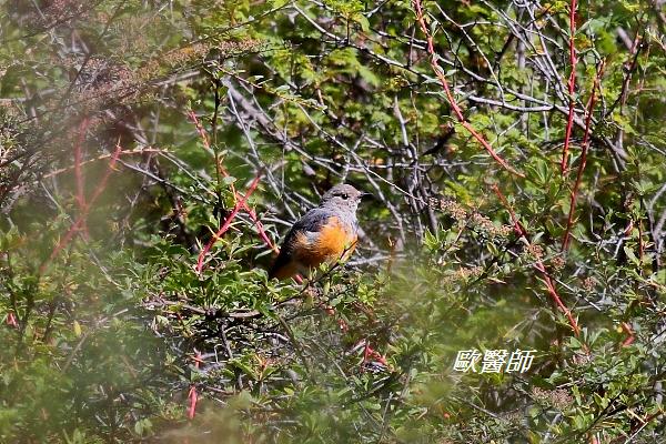 A076_2藍額紅尾鴝Phoenicurus frontalis Blue fronted Redstart.JPG