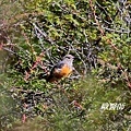 A076_2藍額紅尾鴝Phoenicurus frontalis Blue fronted Redstart.JPG