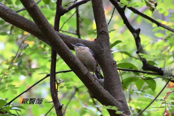 A085_1栗臀鳾Sitta nagaensis Chestnut vented Nuthatch.JPG